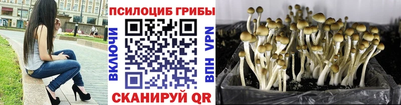 Галлюциногенные грибы Psilocybine cubensis  KRAKEN как войти  Бологое 